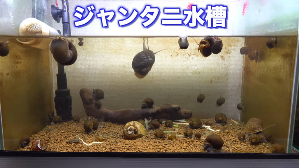ドブ川水槽で繁殖したジャンボタニシたちです