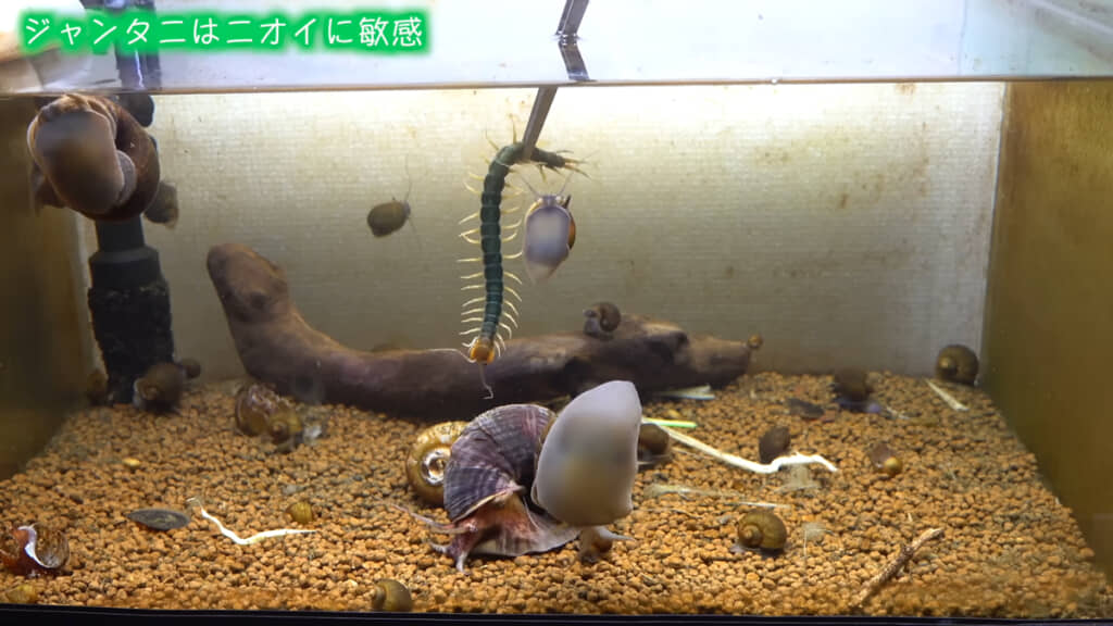 ジャンボタニシ水槽にムカデを入れてみると……