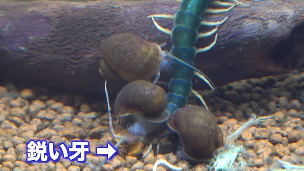 毒のあるキバも物ともせず、ムカデに群がります