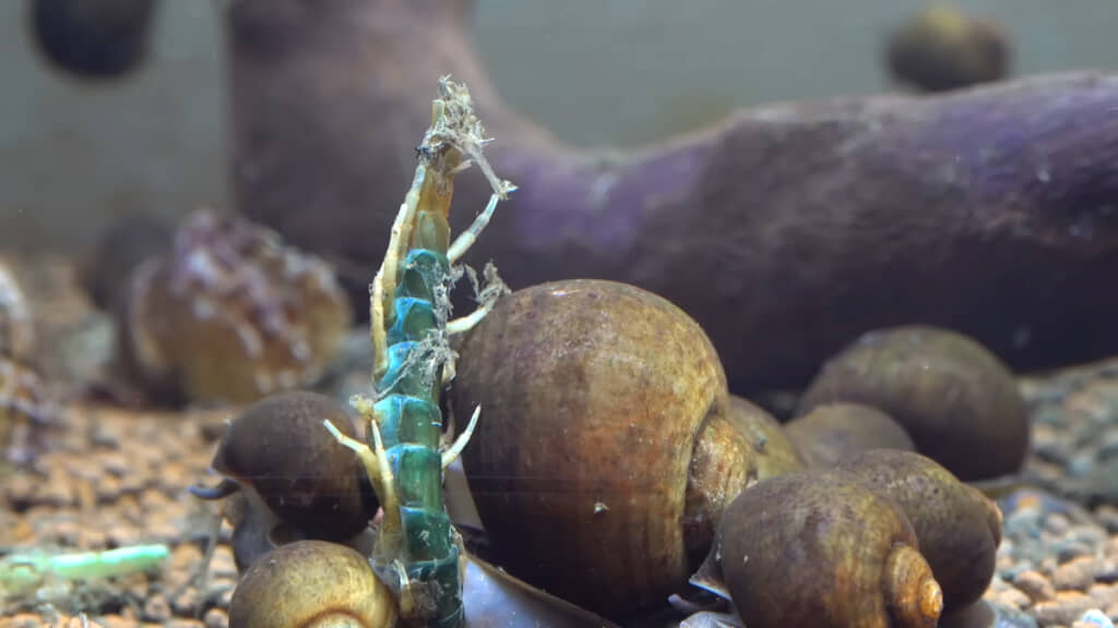 2時間後、ムカデの体は柔らかくなっていました