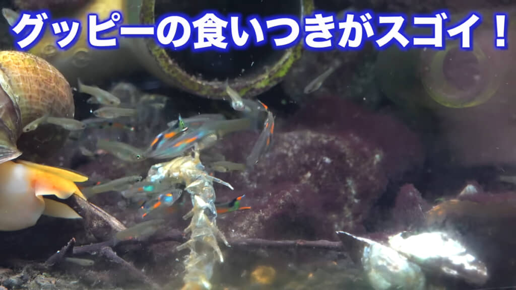 グッピーの食いつきもすさまじいです