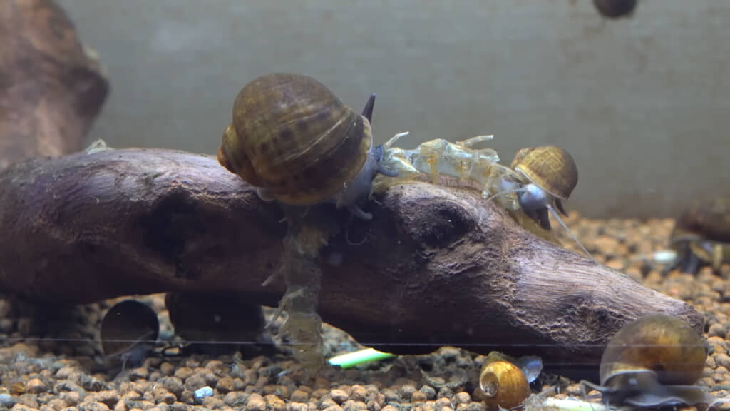 ジャンボタニシの食欲とパワーには驚くばかりです