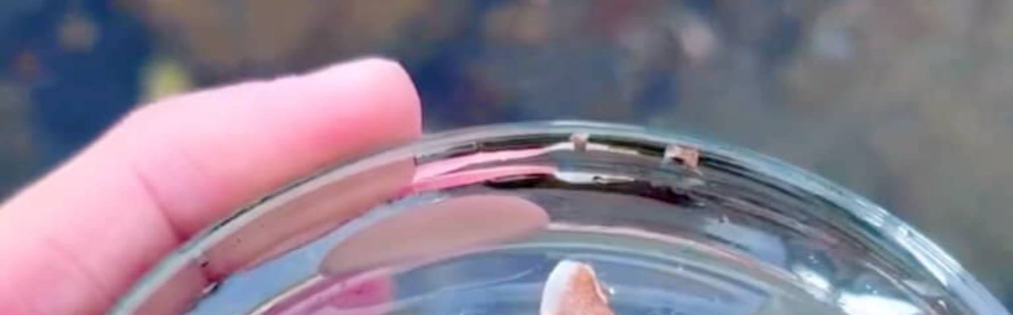 30歳男性、休日に磯遊びへ行く理由が……「わー！」→引きで見るとわかる驚きの光景に「遊ぶのも納得」「すごいカラフル」（1/3） | その他生き物 ねとらぼ