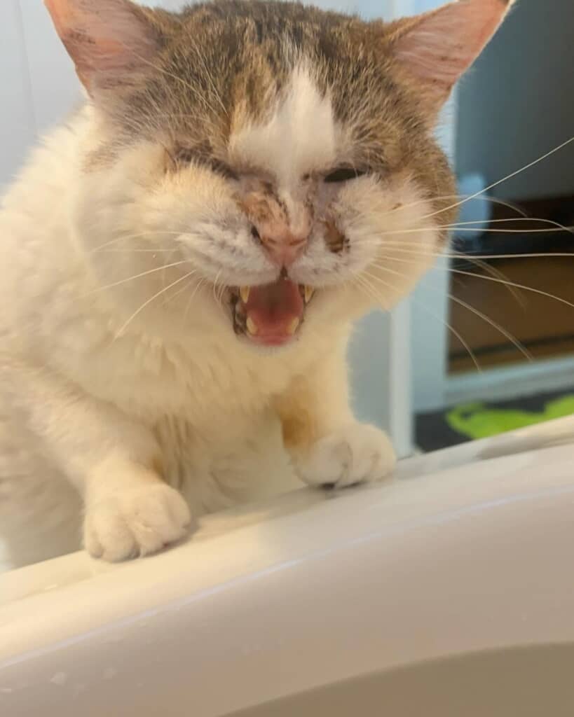 心配する猫ちゃん