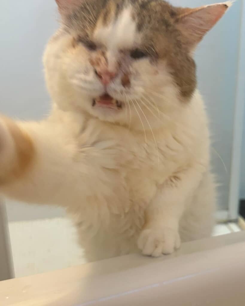 前足をのばす猫ちゃん