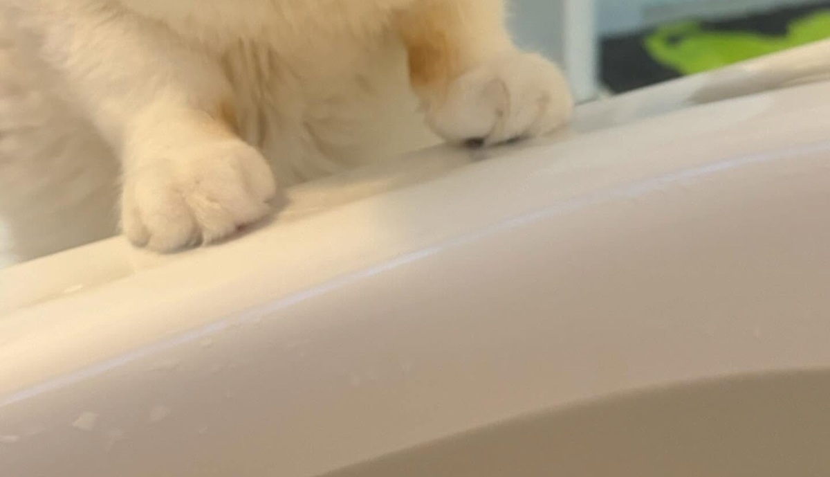 飼い主がお風呂に入ると、保護猫がブチギレ顔でやってきて……　思わぬ光景に「うわっ」「こんな必死に」（1/3） | 猫 ねとらぼ