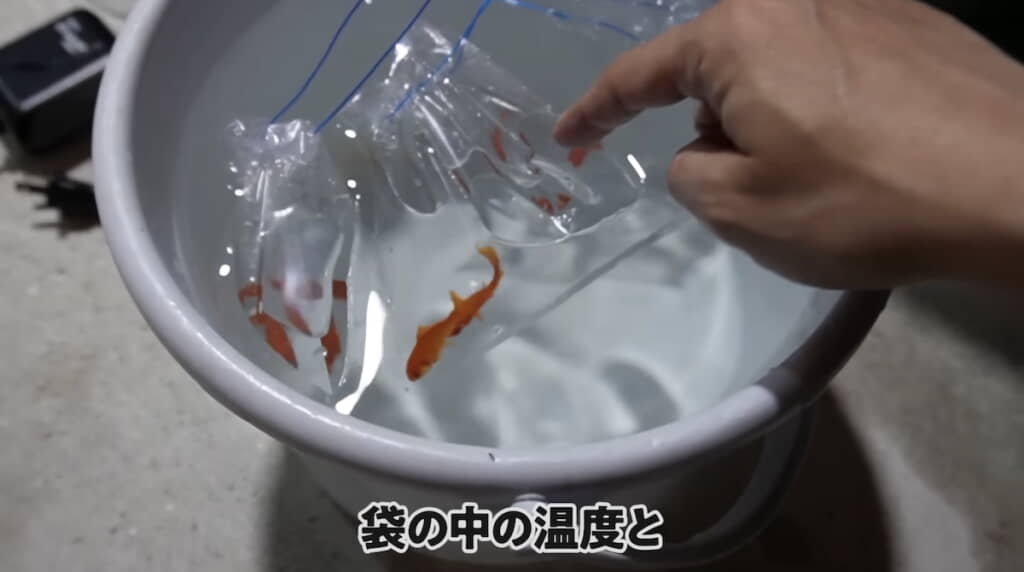 袋のまま水を張ったバケツに入れて水温を合わせる
