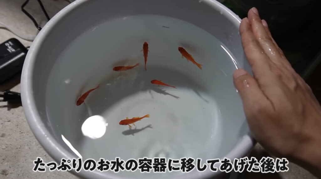 動画で成長を観察する6匹
