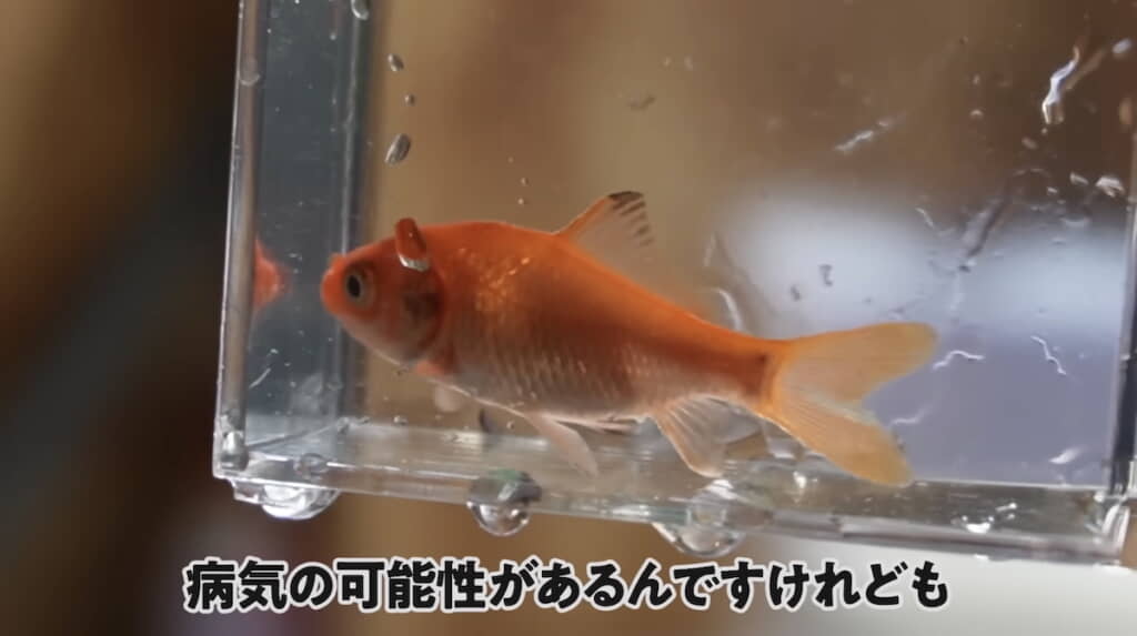 元気で病気もなさそう
