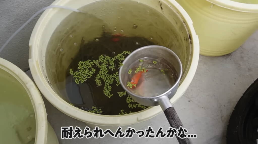 1週間後、それぞれの樽で1匹ずつが“星”に……
