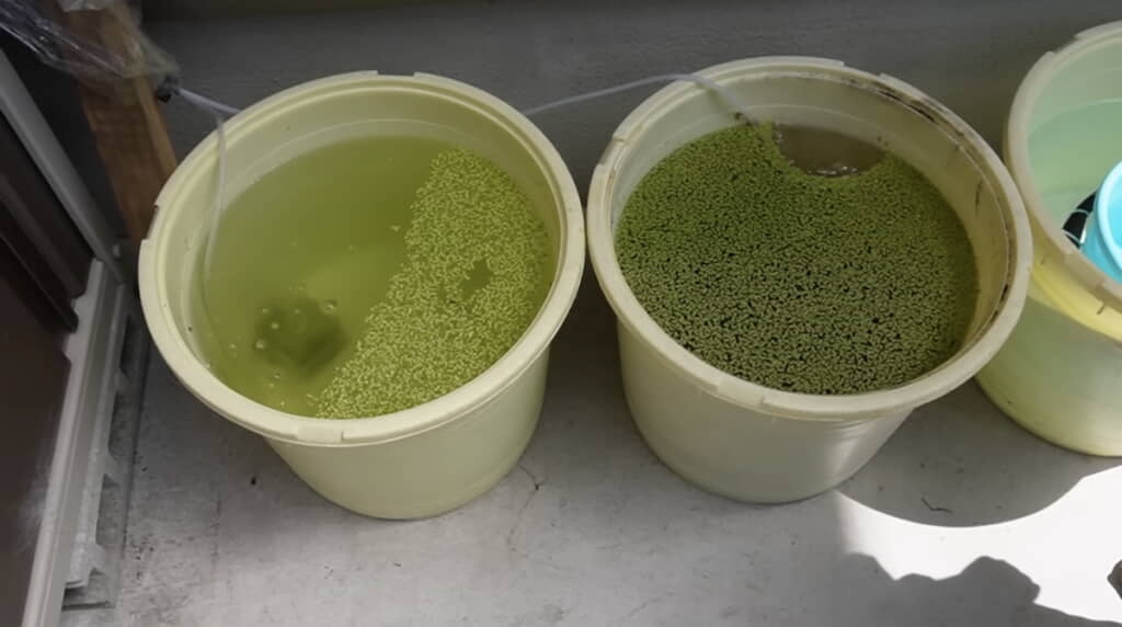 飼育開始3週間後の状態
