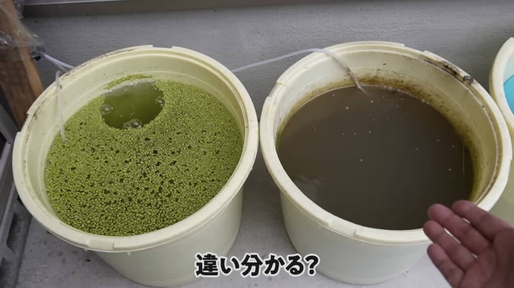 飼育開始1カ月後の状態
