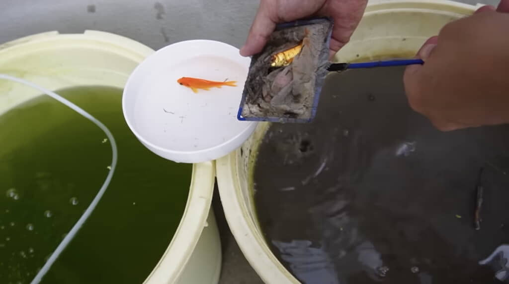 樽から金魚をすくってみると……
