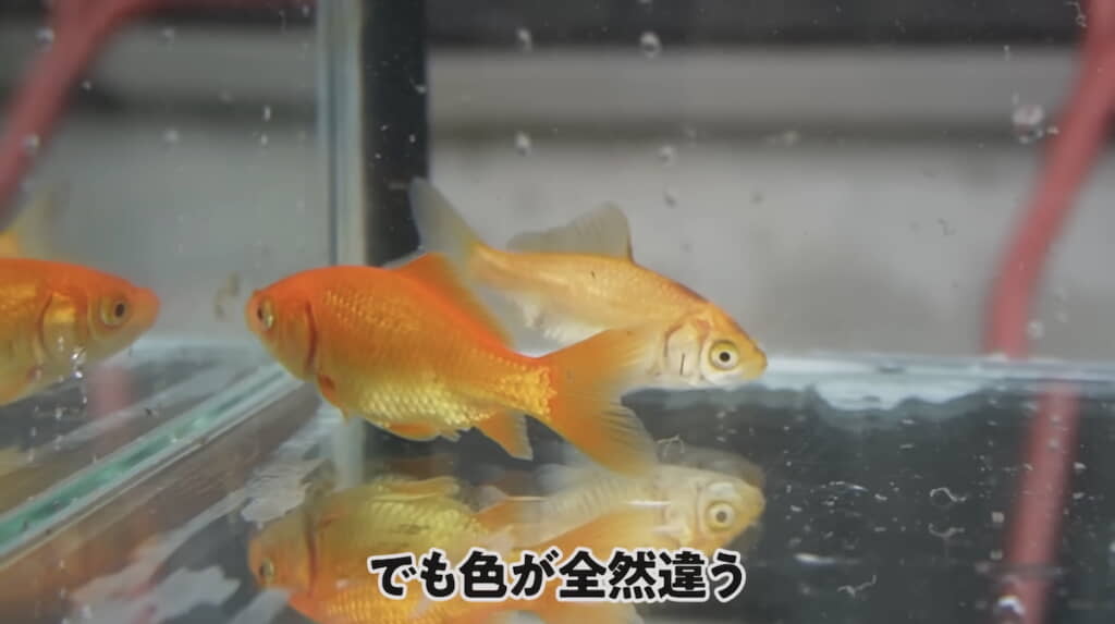 手前が田んぼの土が入ったほうで育てた金魚
