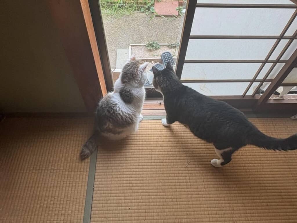 何かを見ている猫たち