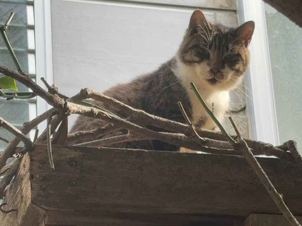野良猫時代のカブさん