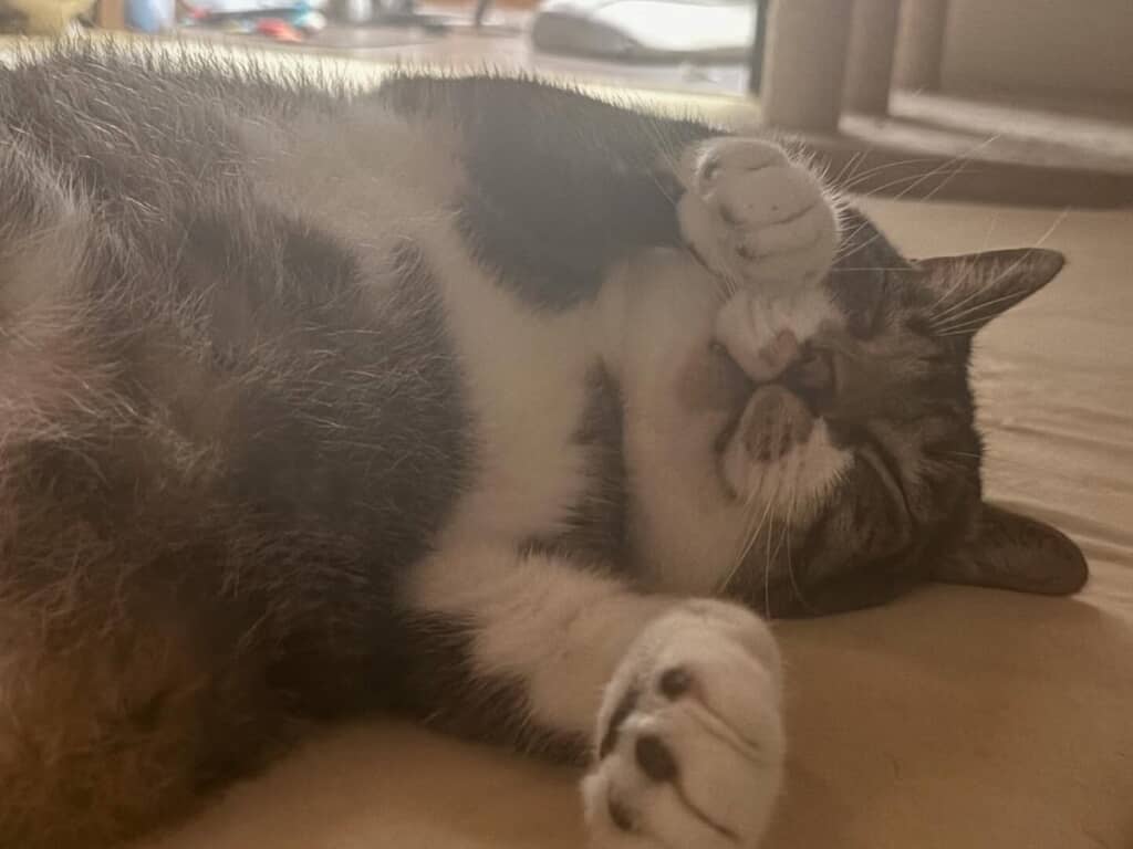 現在のカブさん