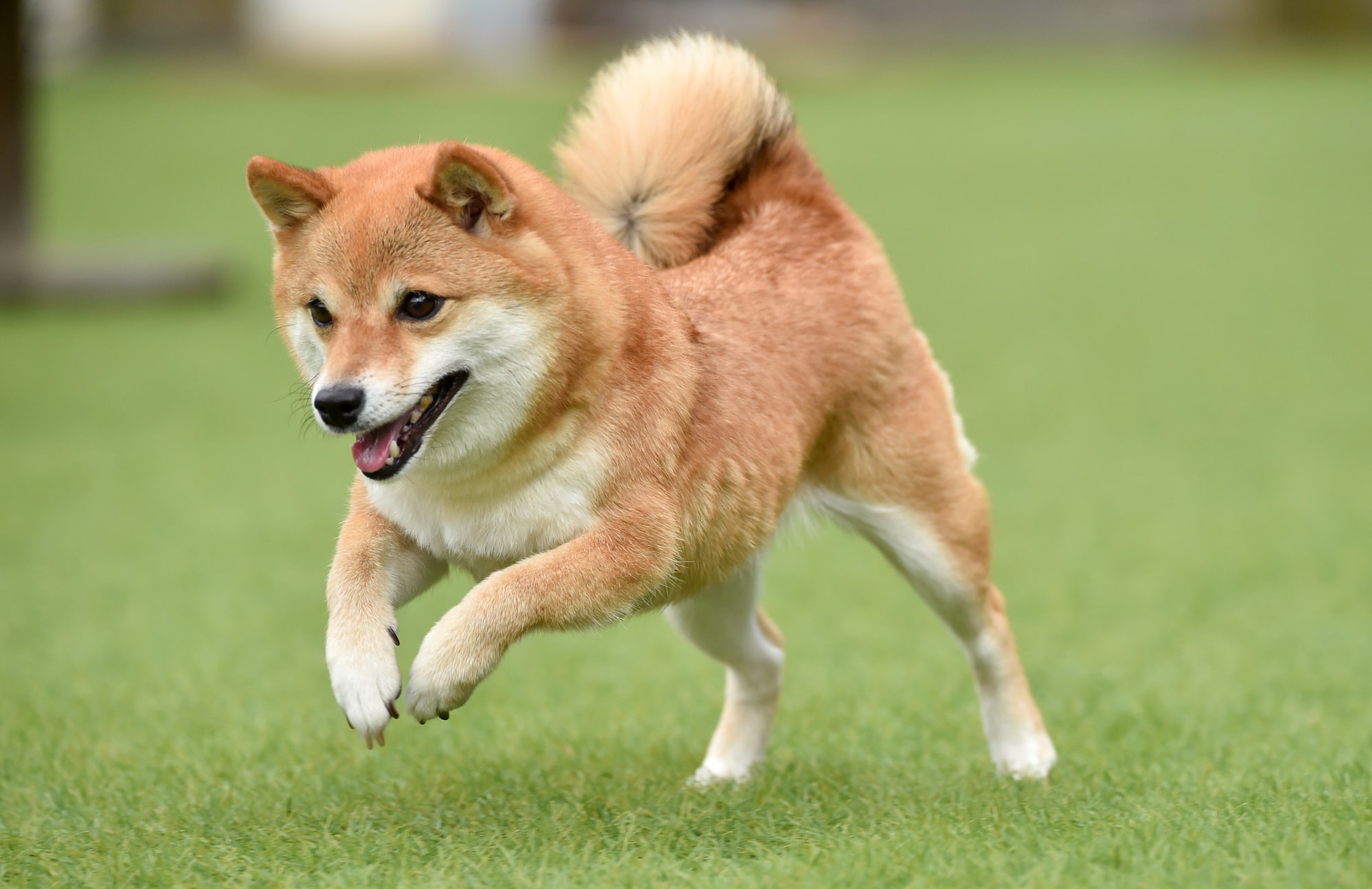 70代以上に聞いた】「最強にかわいいと思う犬種」ランキングTOP27！ 第 