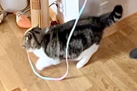 元気良く歩いているぽてとちゃん