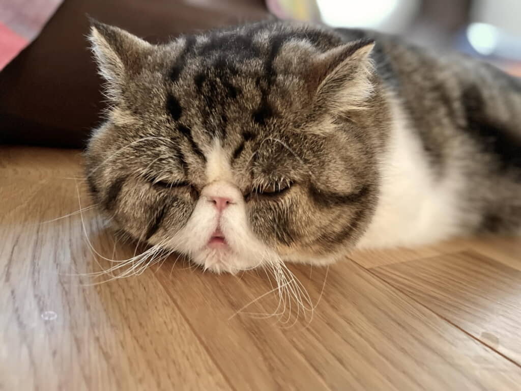 スヤスヤぽてとちゃん