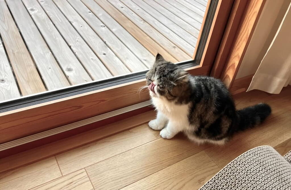 生後3カ月ごろのぺろりんちゃん