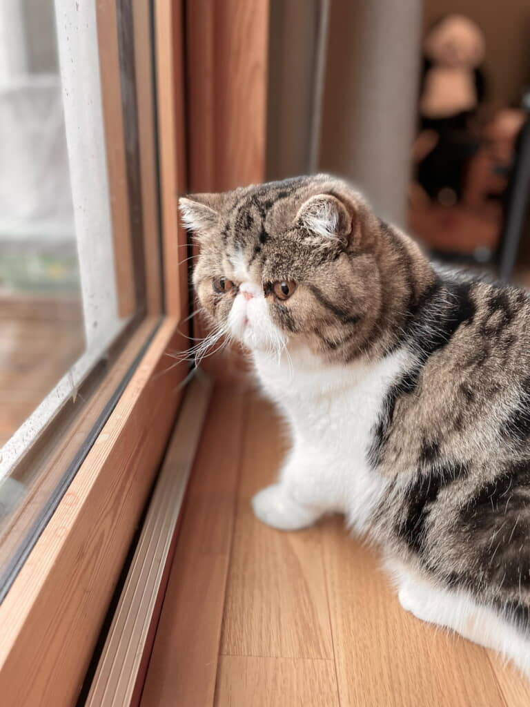 窓の外に何かあったのかな？