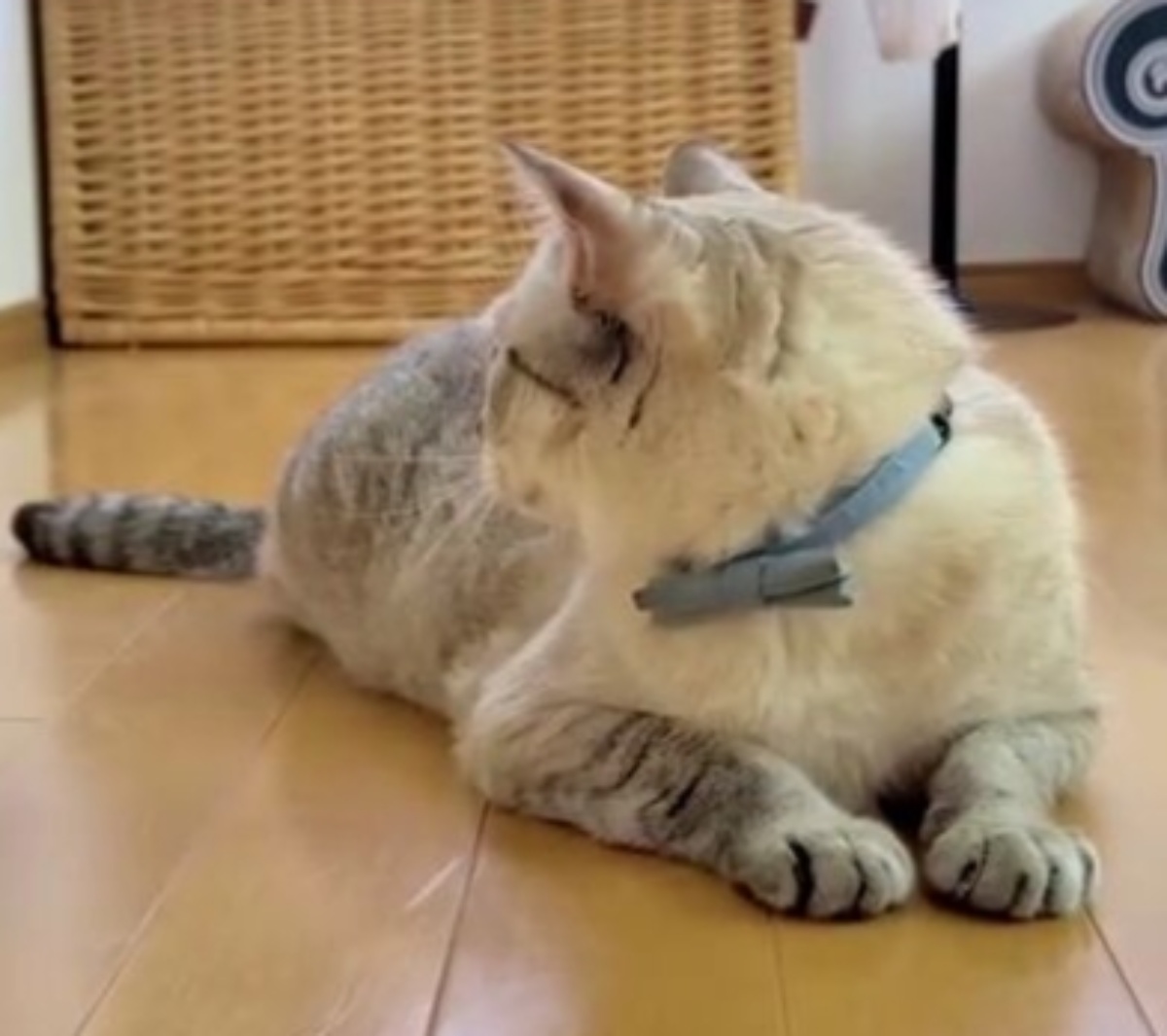 猫のためにトンネルを作った夫、開通からしばらくすると……妻「妙な遊びを」→まさかの光景に「天才」「アダムスファミリーみたい」（1/3） | 猫 ねとらぼ