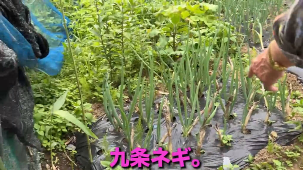 おいしそうな九条ネギ