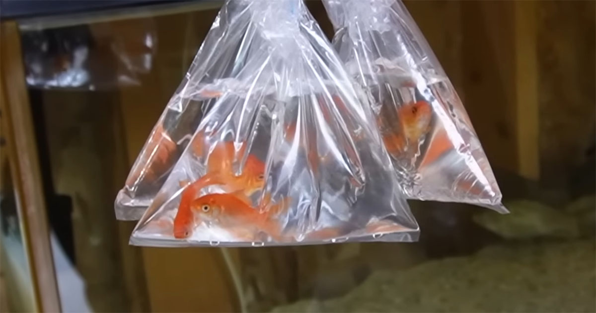 夏祭りですくった金魚→“田んぼ”で2カ月育てたら……　「すごーい！」興味深い結末が380万再生「これは面白い」「びっくりです」（1/3） | その他生き物 ねとらぼ