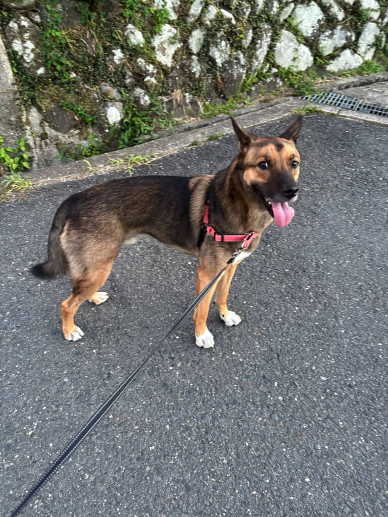 「警察犬や！　エリートや！」と言われたワンコくん