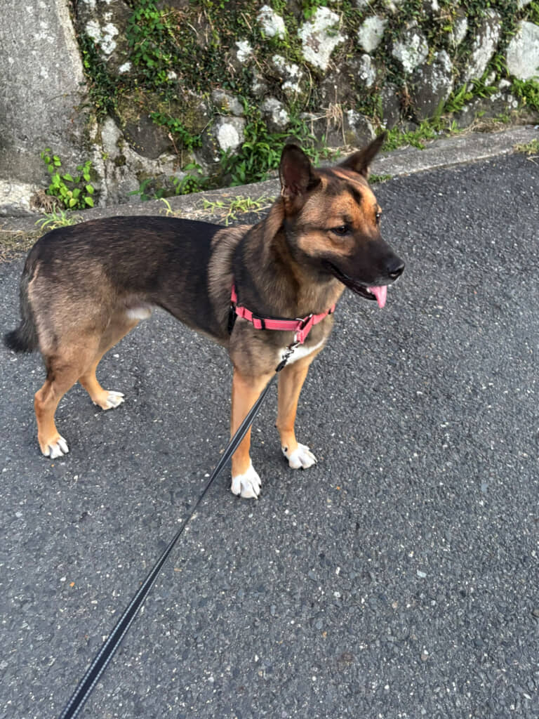 お散歩中はいろんな人と出会います