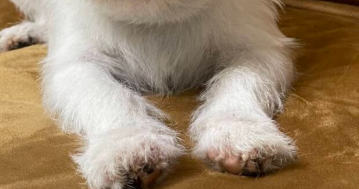 自宅庭でマムシにかまれた愛犬→とんでもない顔から……　1週間後の姿に「本当に注意です」「頑張ったね」（1/3） | 犬 ねとらぼ