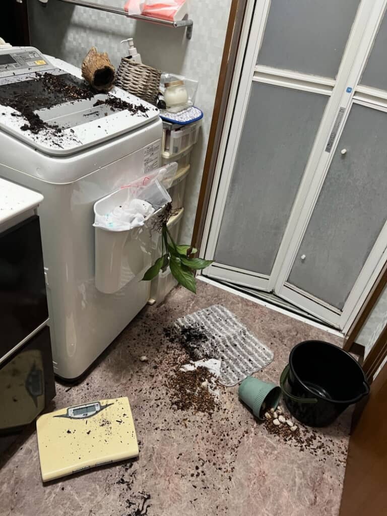 観葉植物はどこ？