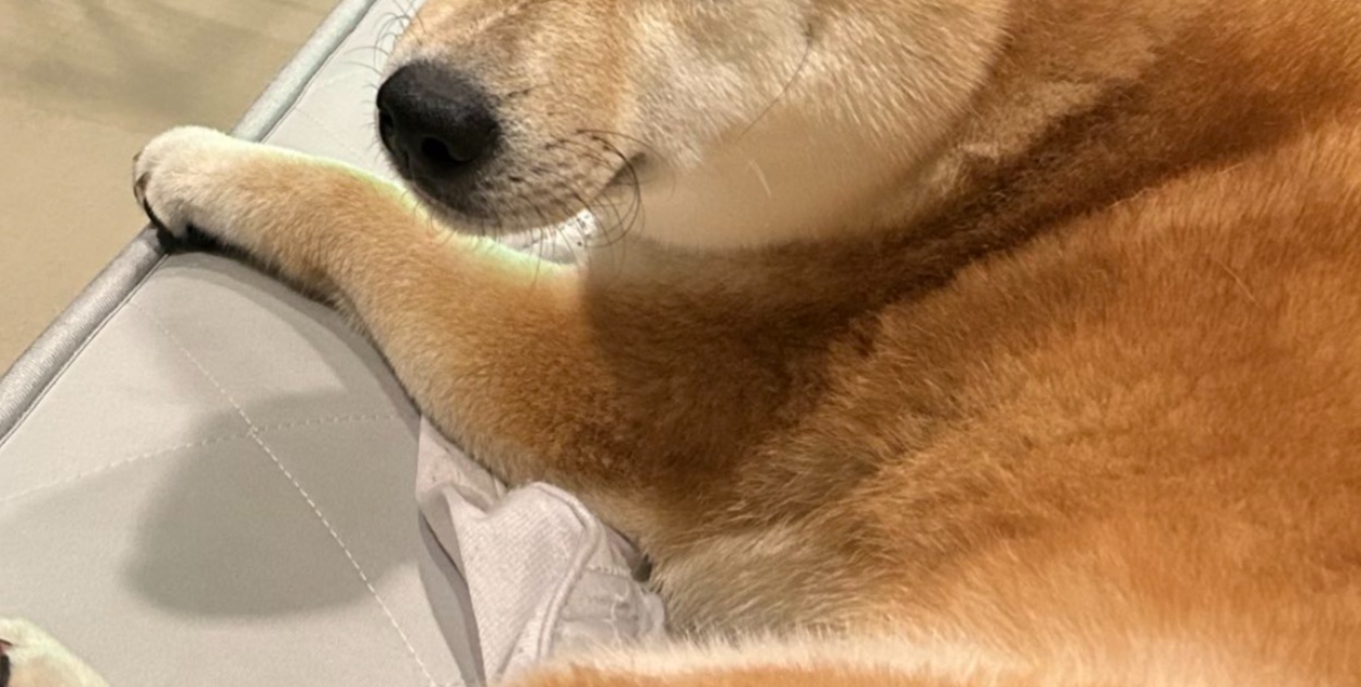 あきれ顔を浮かべる柴犬→視線の先で起きていたのは……　1500万表示のまさかの光景に「まったくご主人は…って感じ」「表情が最高」（1/3） | ライフスタイル ねとらぼ