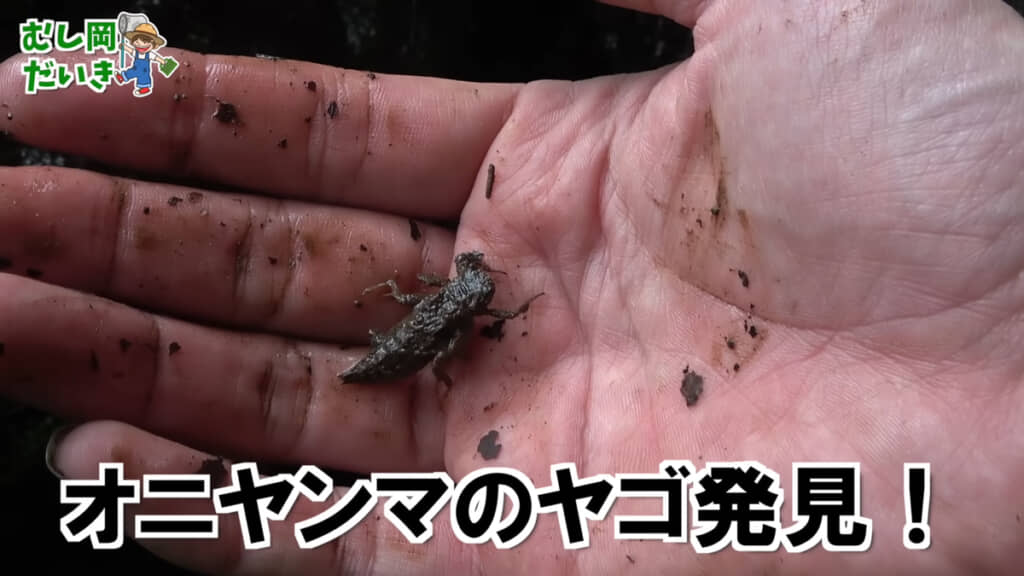 オニヤンマのヤゴを発見しました！