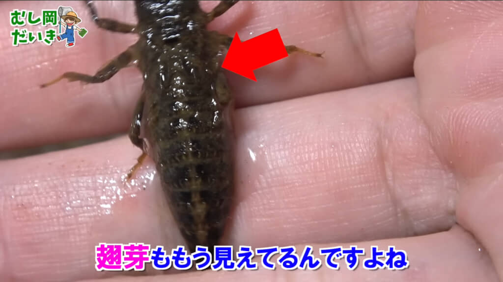 翅芽（しが）と呼ばれる部分が見えていました