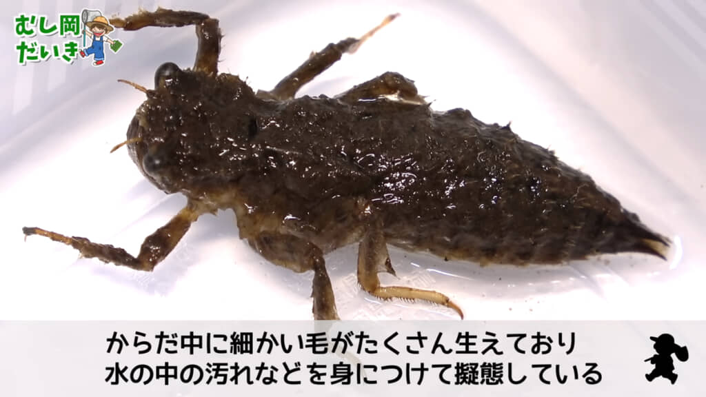 オニヤンマのヤゴは普段、汚れや泥に擬態しているのだとか