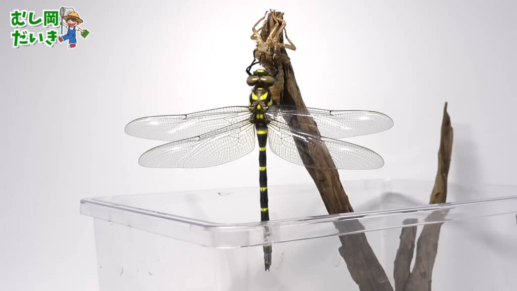 いつのまにか羽化していました……！