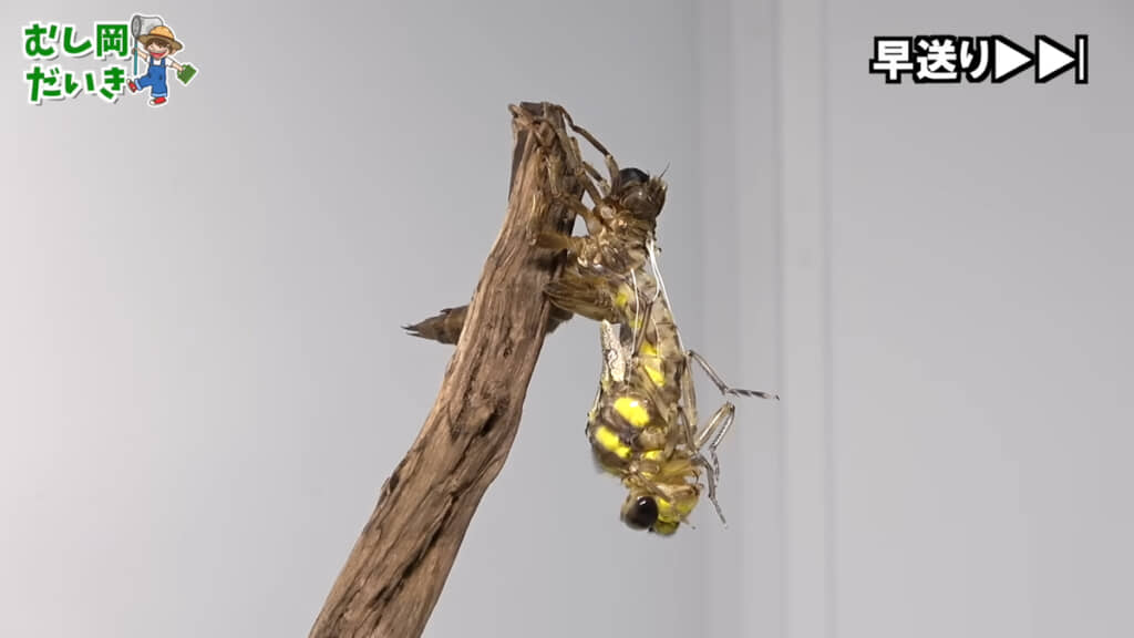 ヤゴを羽化させることにも、羽化の撮影にも成功しました◎