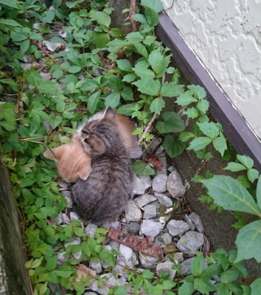 アパートのすき間で縮こまって寄り添う2匹の子猫