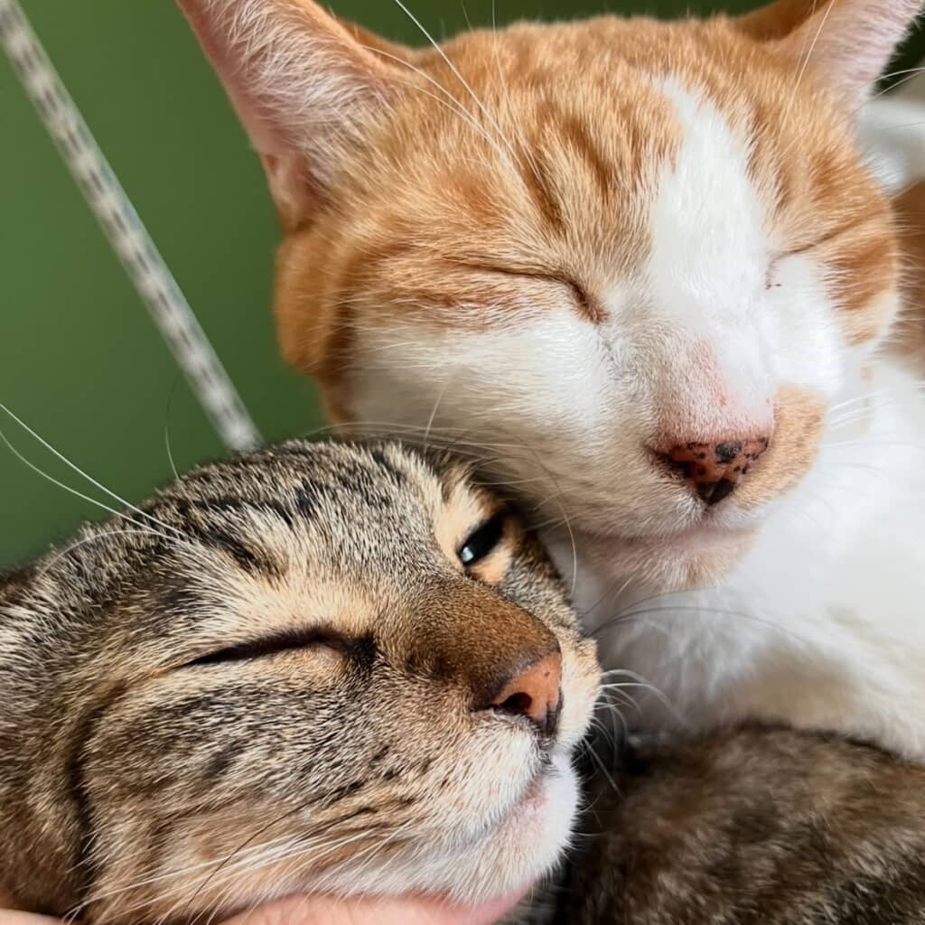 現在のダイアナ（左）ちゃんとおから（右）くん