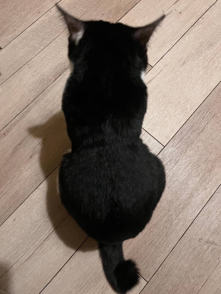 「小さい背中（子猫じゃないよ、5歳）るよ」