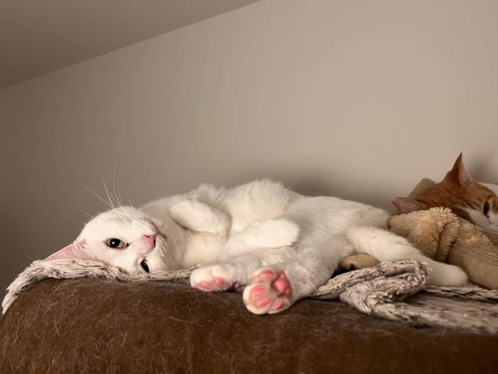 「やっとお休み　家が1番幸せ」