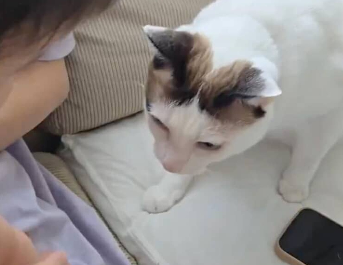 0歳赤ちゃんの手に愛猫が近づいた瞬間……! 飼い主も叫んだ驚きの光景が174万表示「言葉がない」(1/3) | 猫 ねとらぼ