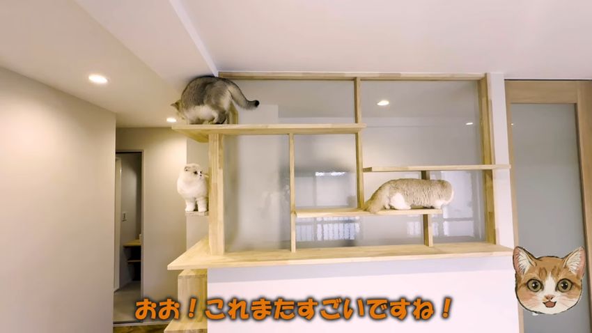 LD側から見たキャットステップ