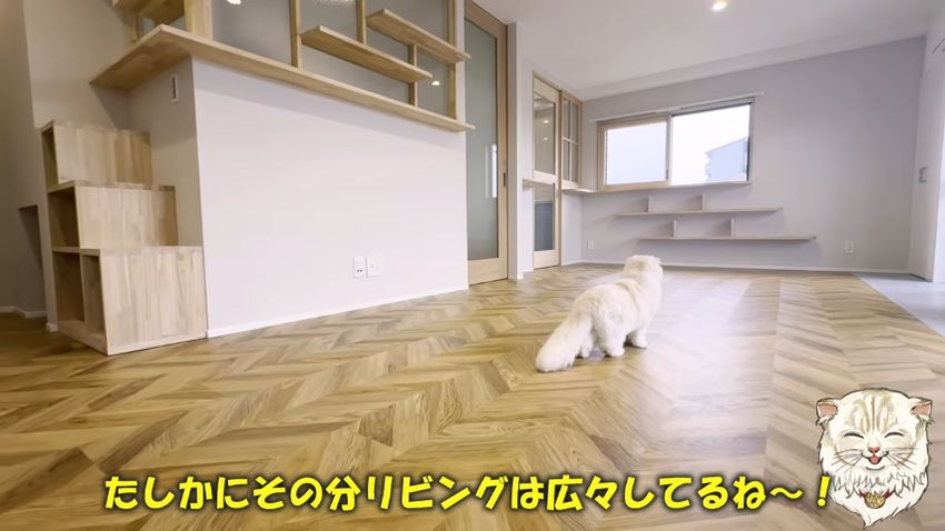 猫用の階段やキッチンの扉、窓などが映っているLDの映像