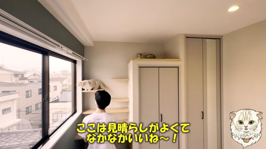 デスクとキャットステップを使ってクローゼットに上る猫