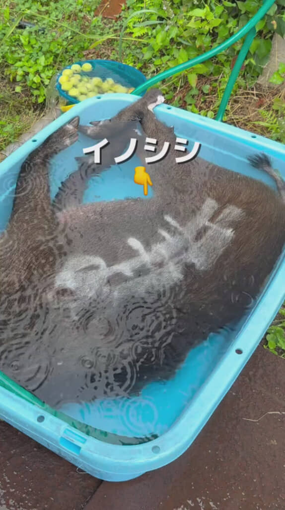 捕ったのは大きなイノシシ