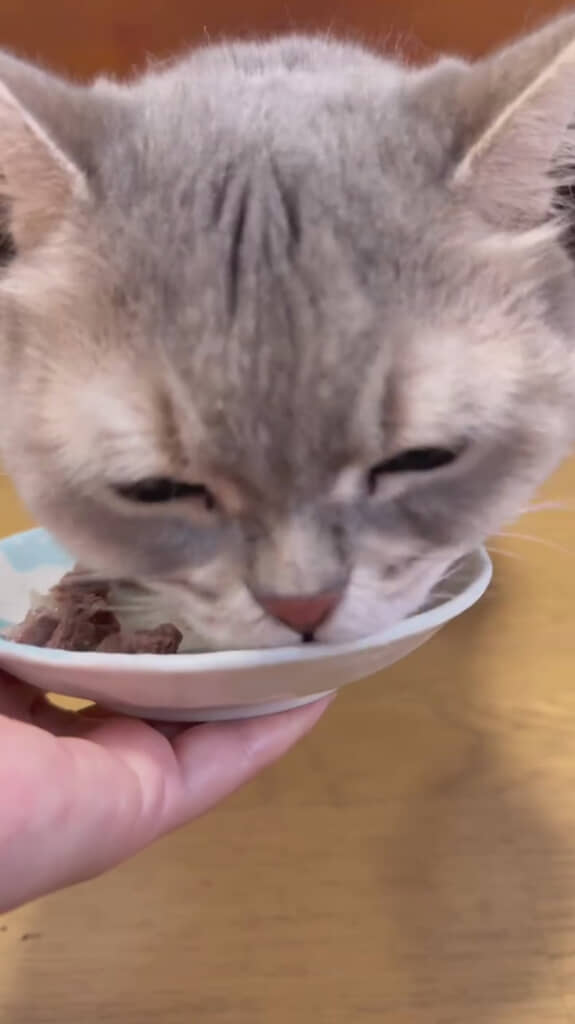 猫ちゃんにもおすそ分け