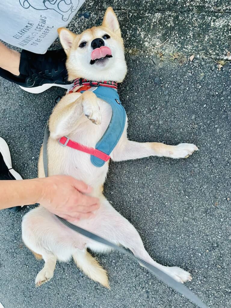 お腹をなでられてご満悦のはなこちゃん